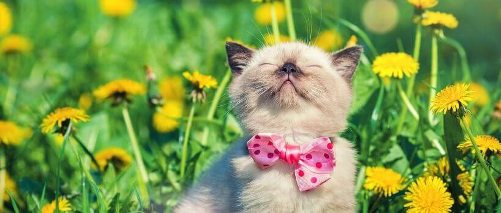 Tamarac Florida Veterinarians Animal Wellness Contact Us