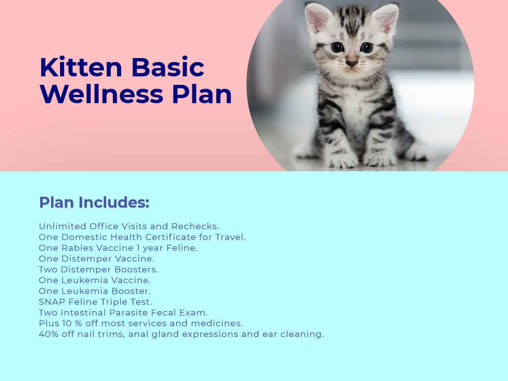 Kitten Basic Wellness plan at animal wellness clinic