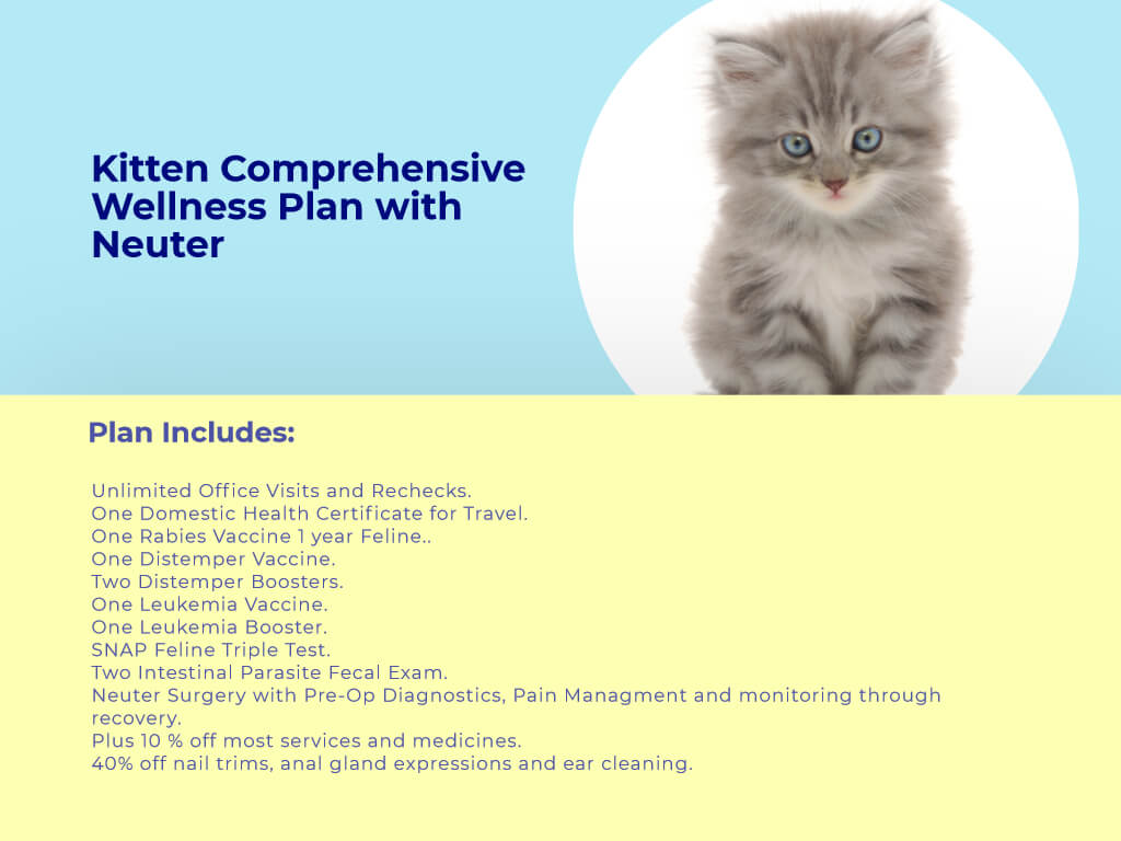 Kitten Comprehensive Wellness plan with neuter at animal wellness clinic.jpg