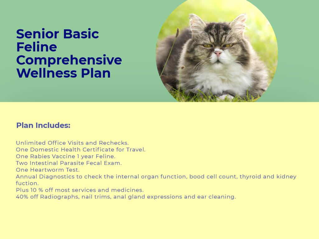 Senior cat BASIC Comprehensive Wellness Plan at animal wellness clinic