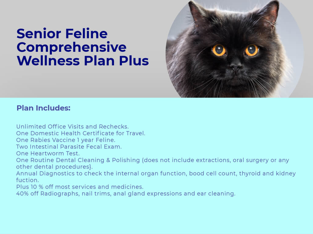 Senior Cat PLUS Comprehensive Wellness Plan at animal wellness clinic