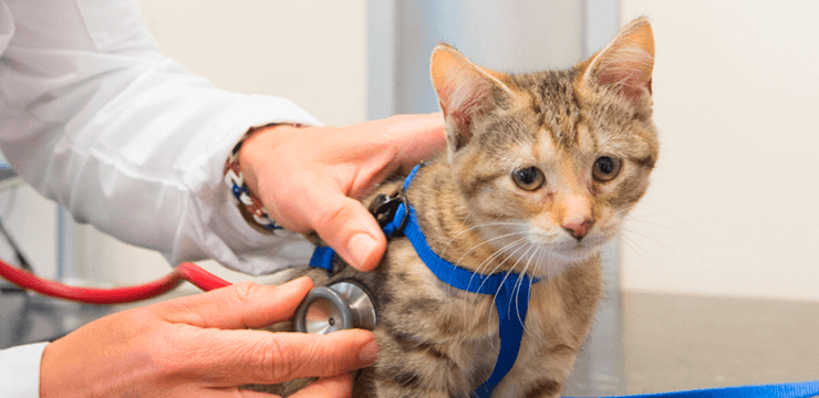 Cat Coughed Up Blood Clot toxoplasmosis