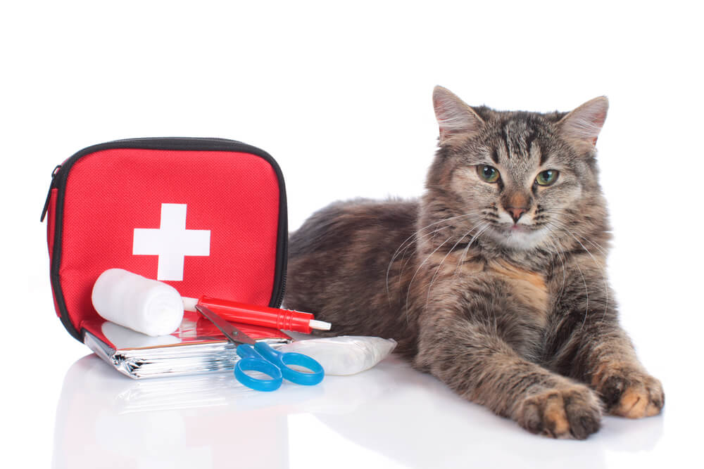 Cat emergency