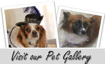 Tamarac Florida Veterinarians Pet Gallery Tamarac Florida Veterinarians Pet Gallery