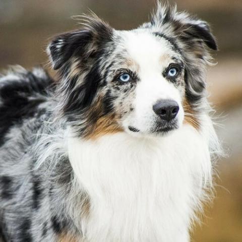 Learn About The Australian Shepherd Dog Breed From A Trusted Veterinarian