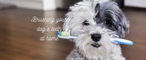 brush my dog's teeth at home