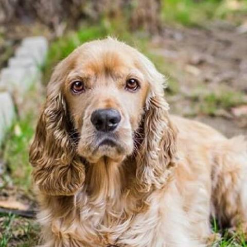 Learn About The Cocker Spaniel Dog Breed A Trusted Veterinarian