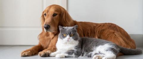 use of CBD on dogs and cats