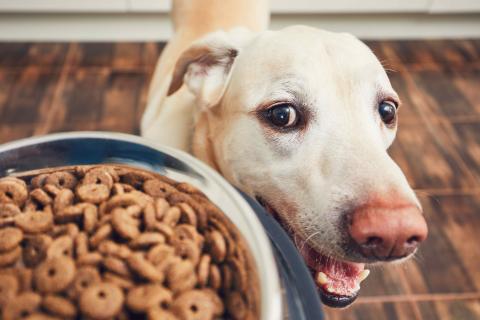Dogs digest carbohydrates