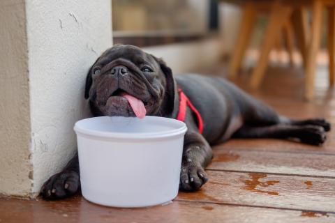 treating and preventing heatstroke in dogs