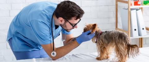 fear free pet veterinary