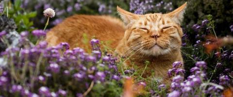 flowers that are toxic to cats