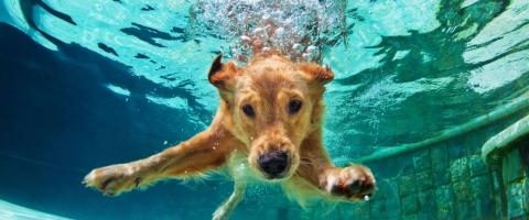 keep dogs safe around pools
