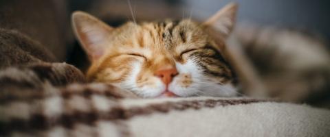 cat wellness for pet wellness month