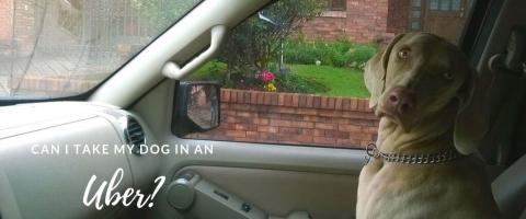 Dog in passenger seat of a car