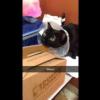 Cat acts like a dog