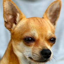 Chihuahua Dog Breed Info