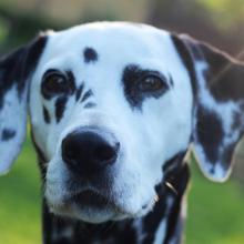 Dalmatian Dog Breed Info 