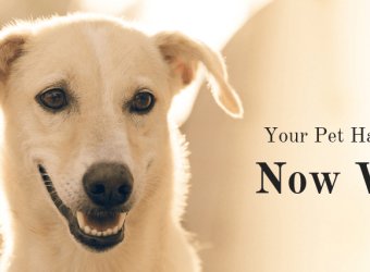 Your Pet Has Cancer...Now What?