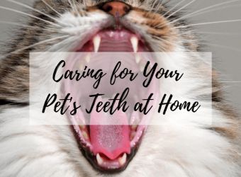 Caring for Your Pet&#039;s Teeth at Home
