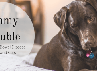 Tummy Trouble: Inflammatory Bowel Disease in Dogs and Cats