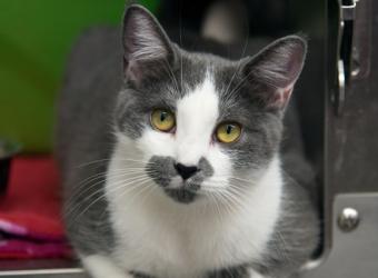 10 Reasons to Adopt a Senior Cat This November - And All Year!