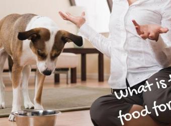 What is the Best Food for My Dog?