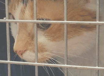 Will My Cat Hate Me If I Take It to the Vet?