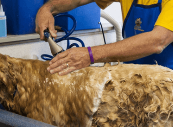 Spring is Here: When Should My Dog Visit the Groomer?