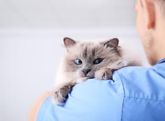 The Secret to Knowing Whether Your Cat Needs to Go to the Vet