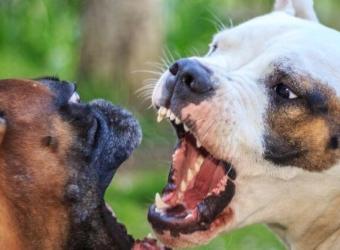 7 Types of Dog Aggression and How to Nip Them in the Bud