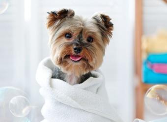 Stinky Dog Syndrome: Veterinary Tips For Dog Bathing and Hygiene