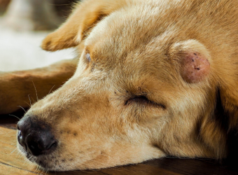 What You Need to Know About Dog Cancer Symptoms and Treatment