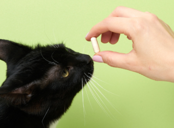 How to Pill a Cat at Home