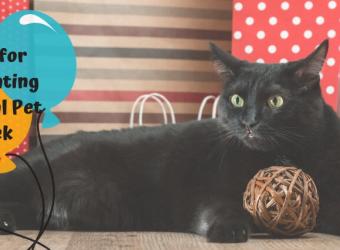 National Pet Week 2019: Ideas for Celebrating with Your Pet