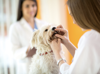 The Truth About Why Veterinary Dental Care For Your Dog is So Critical