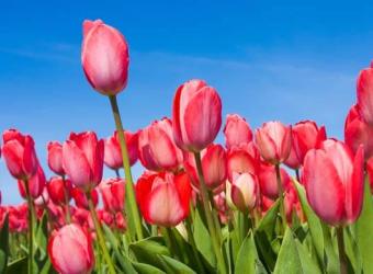 Ten Common Poisonous Plants for Your Pet