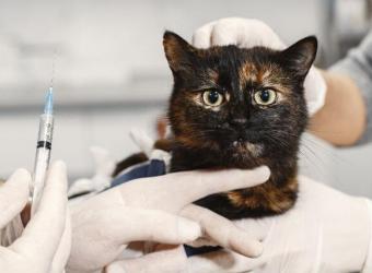 All of Your Cat Vaccination Questions Answered