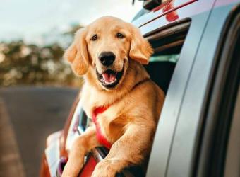 Easing Dog Motion Sickness: Why Some Dogs Get Motion Sickness—And What You Can Do About It