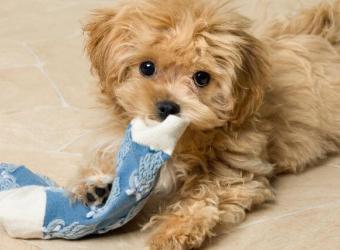 Puppy Blues Are A Real Thing. Here’s How to Handle Them.