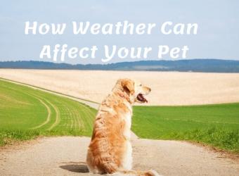 How Can the Weather Affect Your Pet?