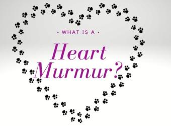 What is a Heart Murmur?