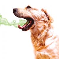 Bad Dog Breath